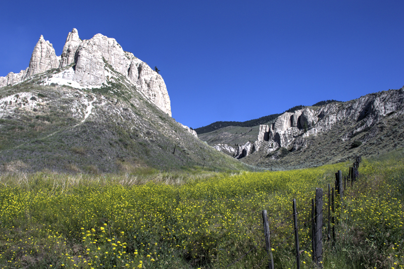 Hoodoos, Wild Mustard and Fenceline