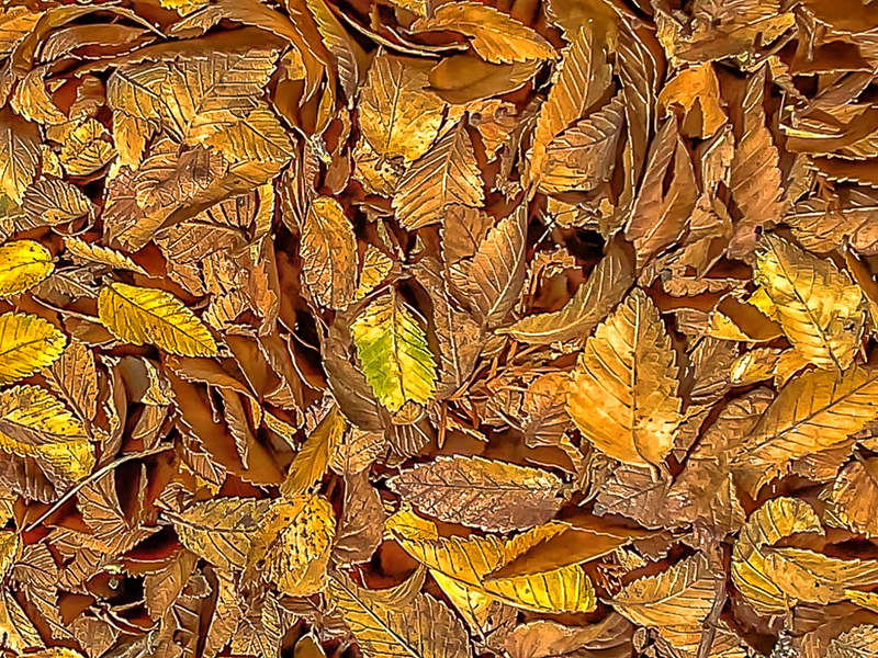 Pile of Leaves