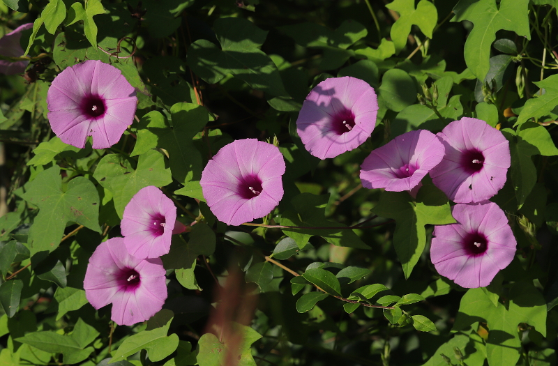 Morning Glories