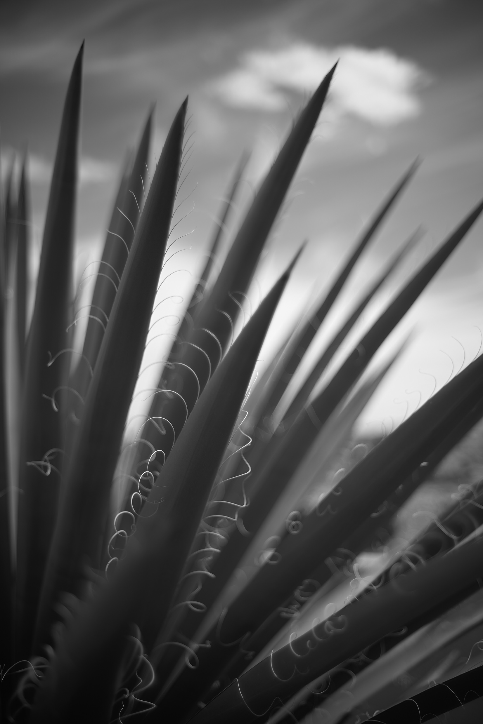 © 2026 highdesertmesa