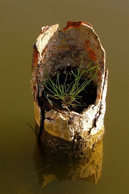 Life will find a way
