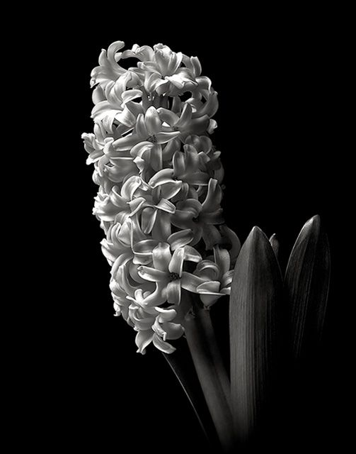 Hyacinth B &amp; W