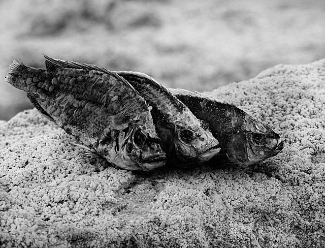 Three Fish