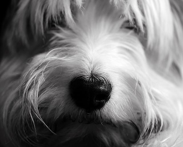 Cooper