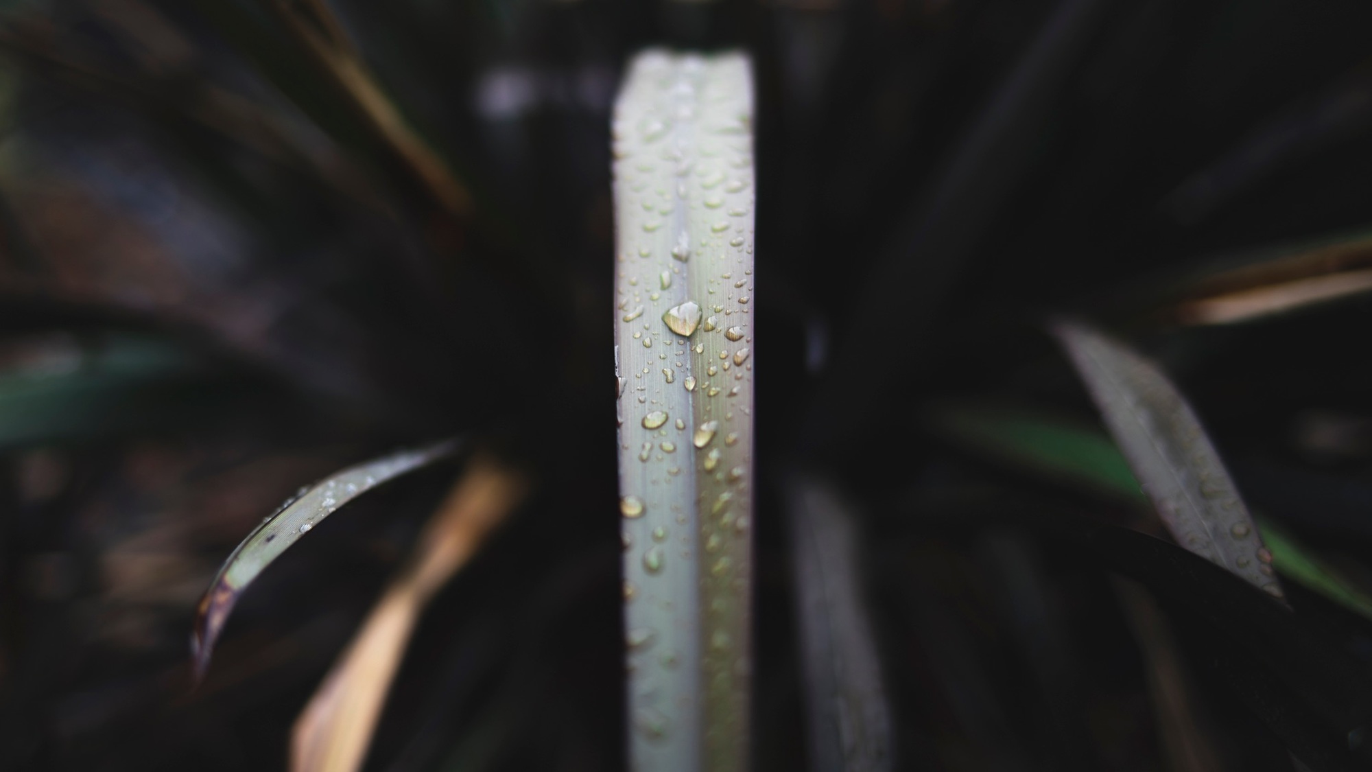 © 2026 nehemiahphoto