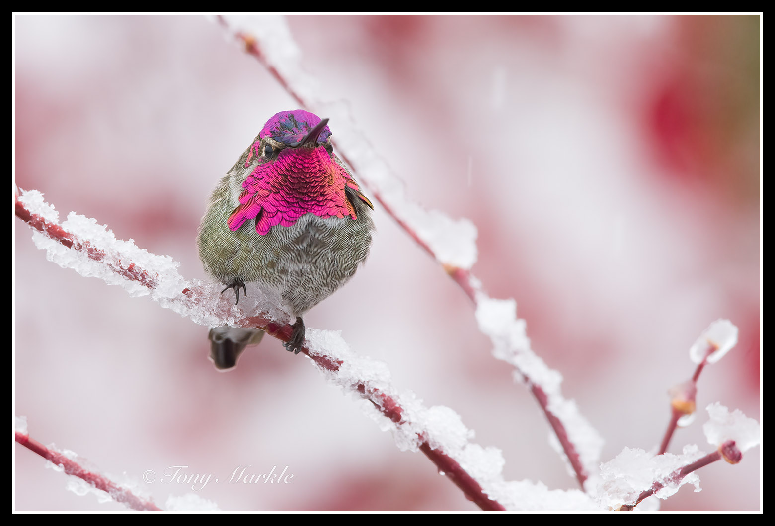 © 2026 Imagemaster