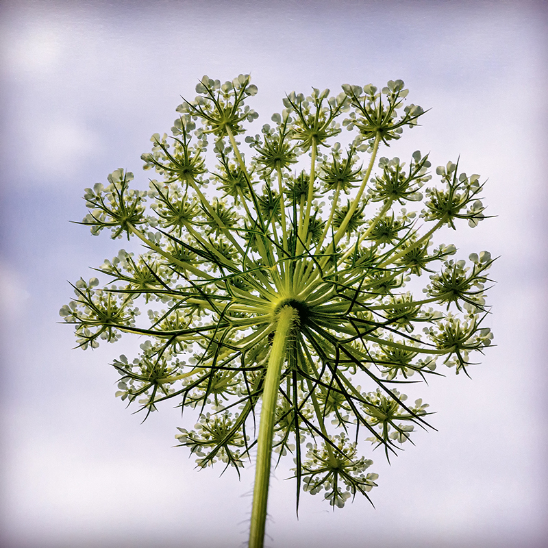 Queen Anne's lace