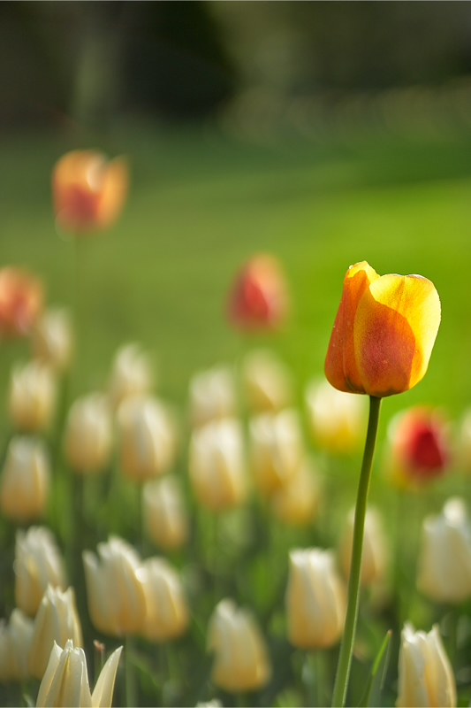 fresh spring tulips