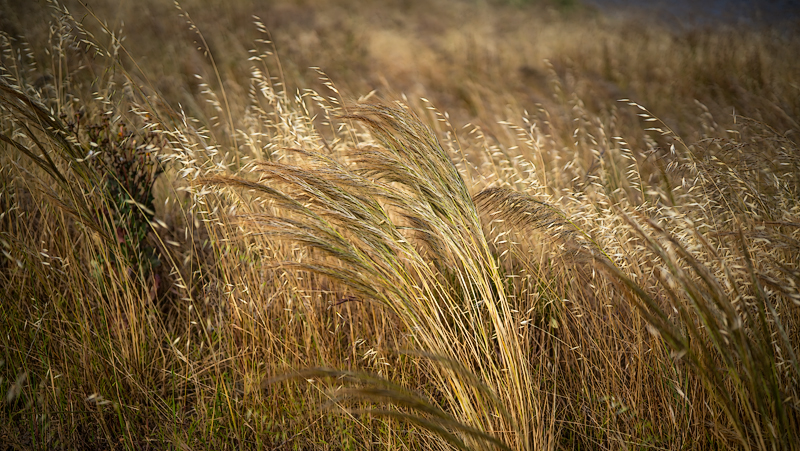Blowing in the wind