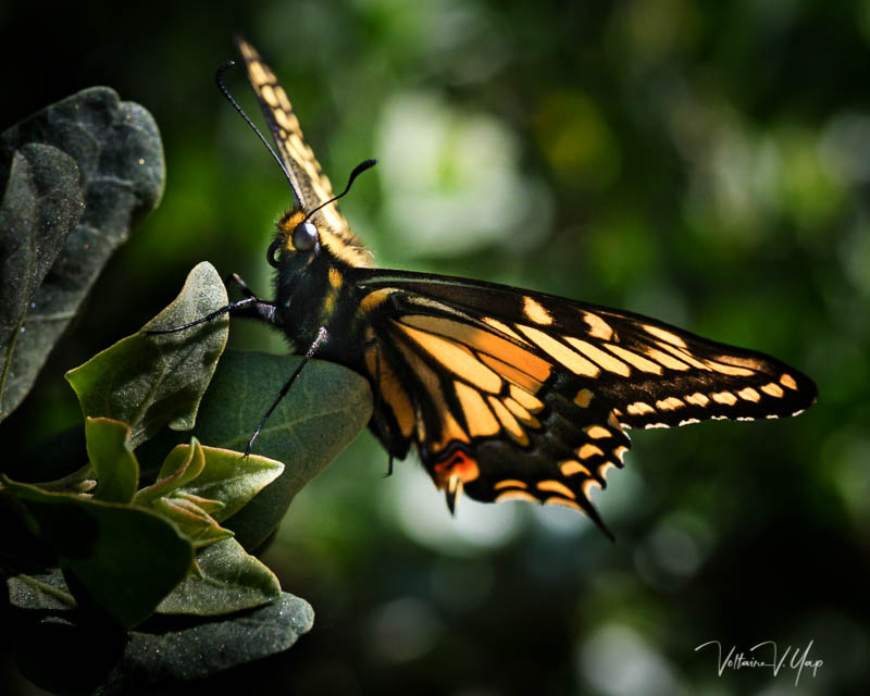 Backlit Yellow Swallowtail