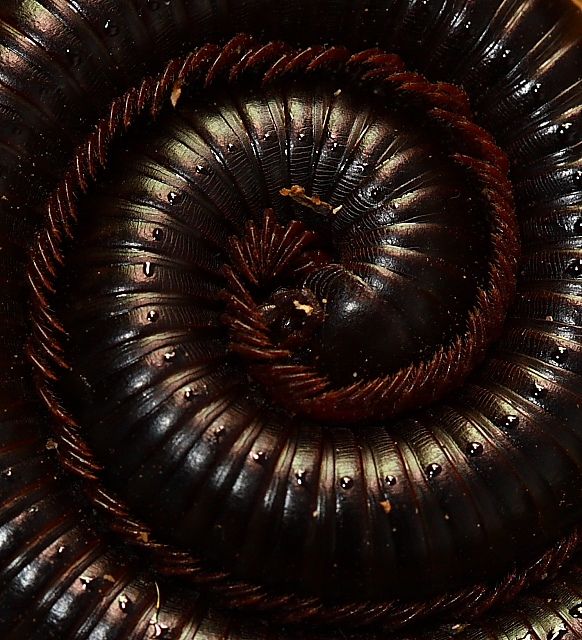 Coil