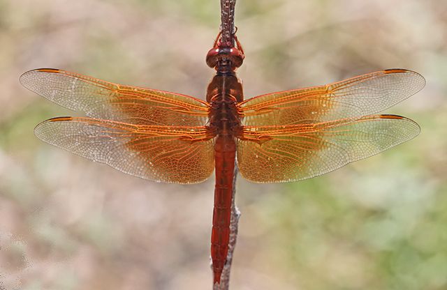 Nature's Bilateral Symmetry