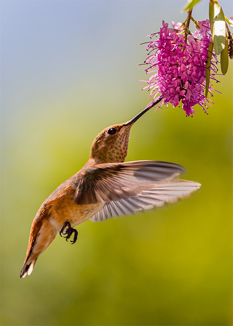 Flying Hummingbird
