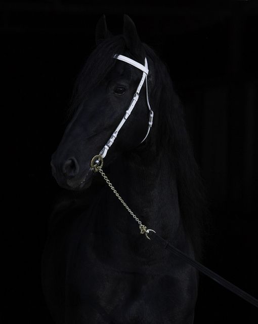 Dark Horse
