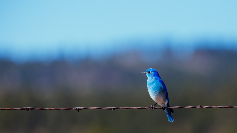 Color: Blue