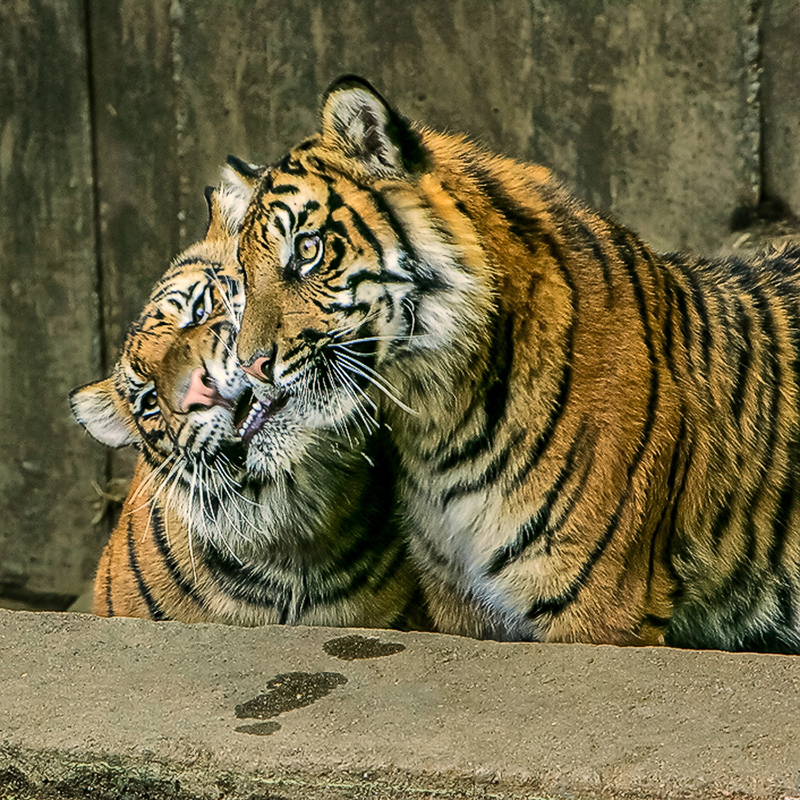Togetherness in All Creatures
