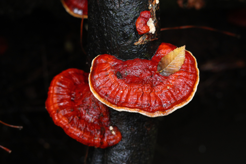 Mushrooms