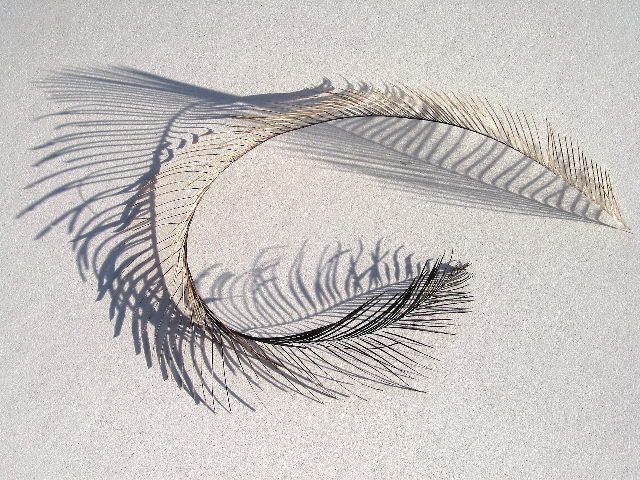 Ostrich feather