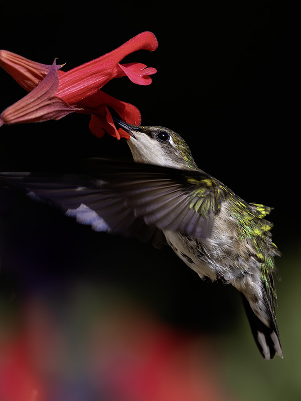 Feathers