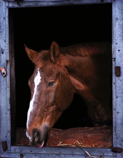 Horsie