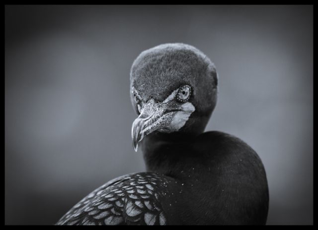 The Dark Soul of the Cormorant