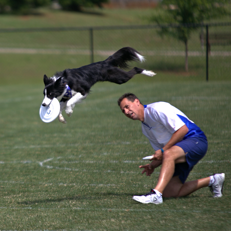 flying dog