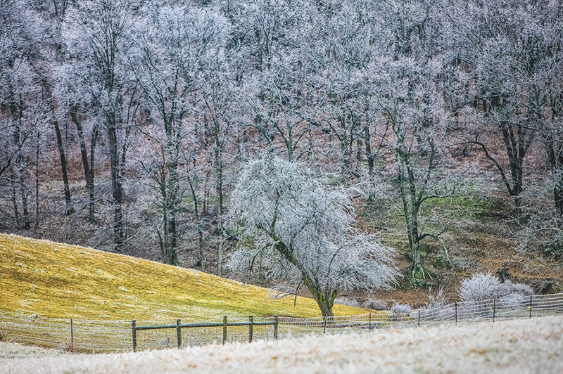 Iced Covered Trees