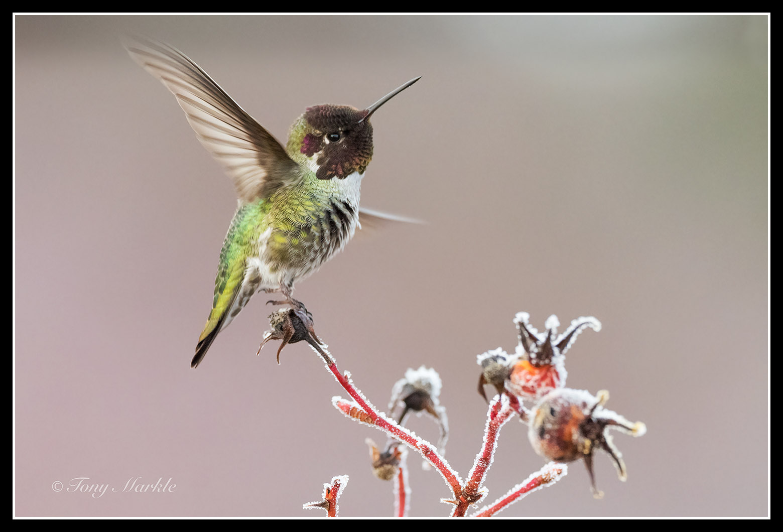 © 2026 Imagemaster