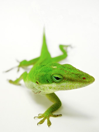 Color: Green