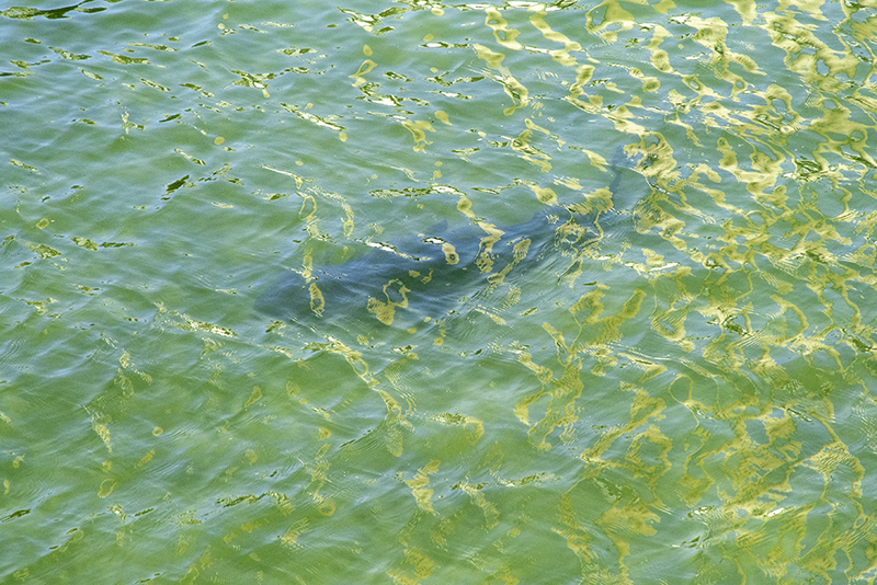 Reflections and a shark?