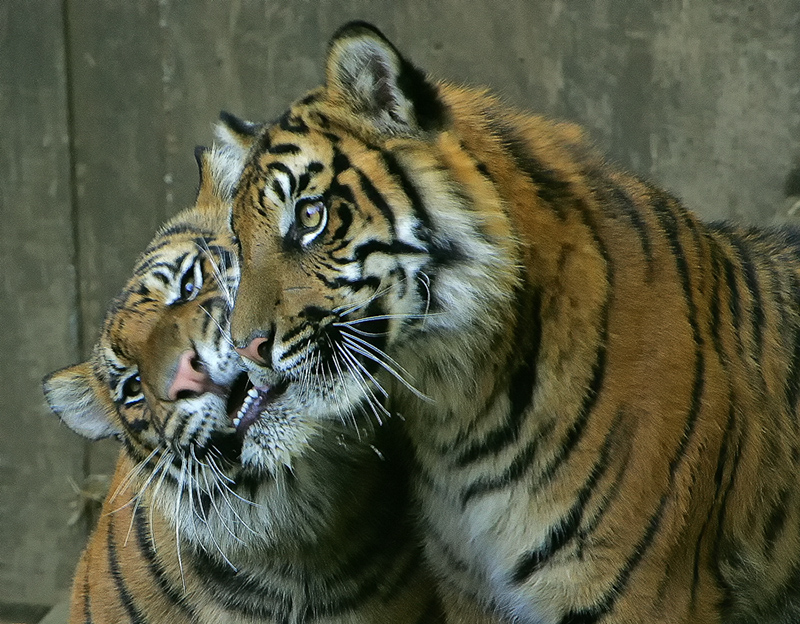Tiger Love