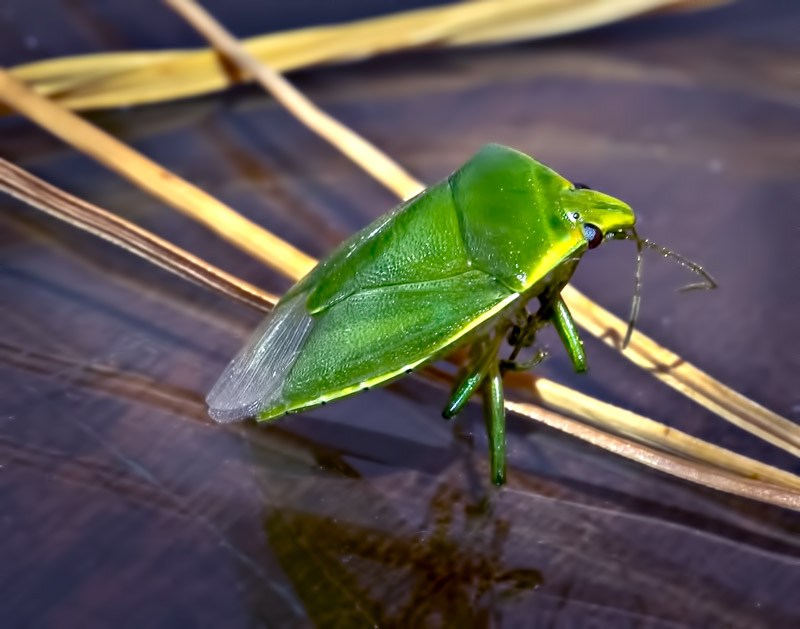 Insects
