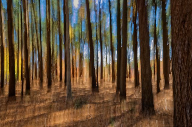 Tree Blur