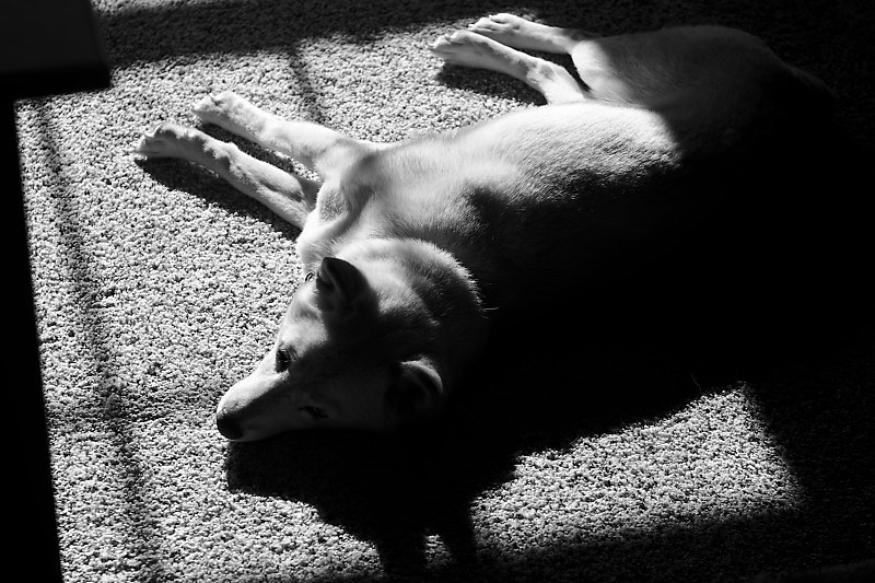 Cozy in the window light