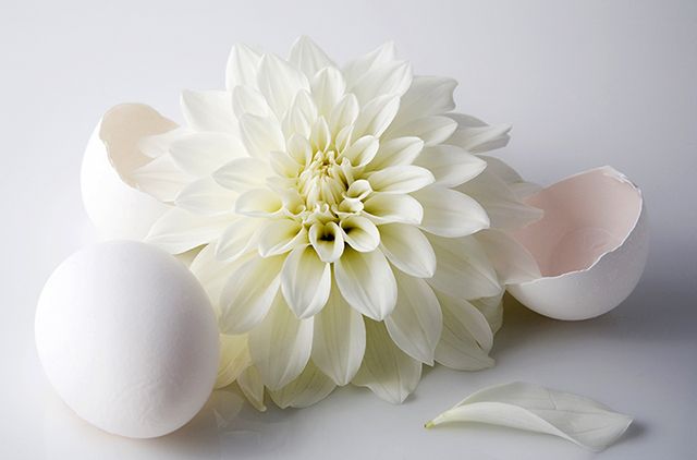 Flower and Eggs
