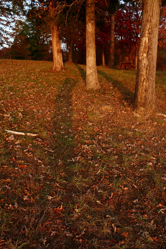 shadow