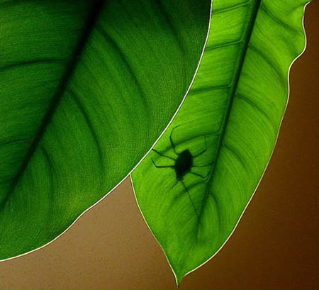 bugsy green