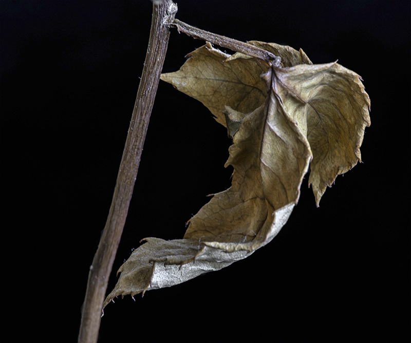 Dried Leaves