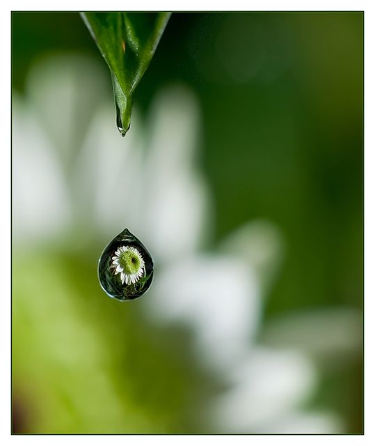 Macro Photography