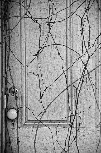 A Door in Ivy