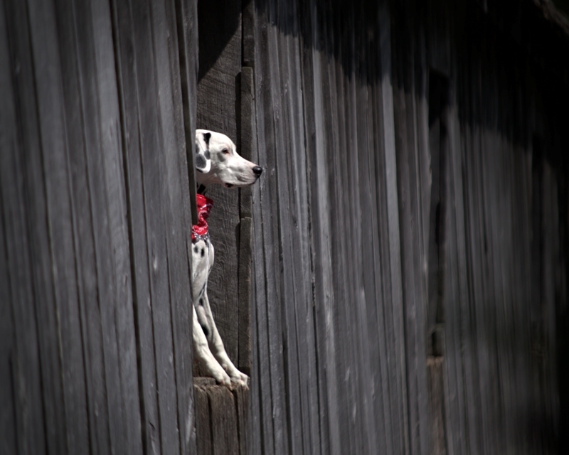 dalmatian in wooden bridge