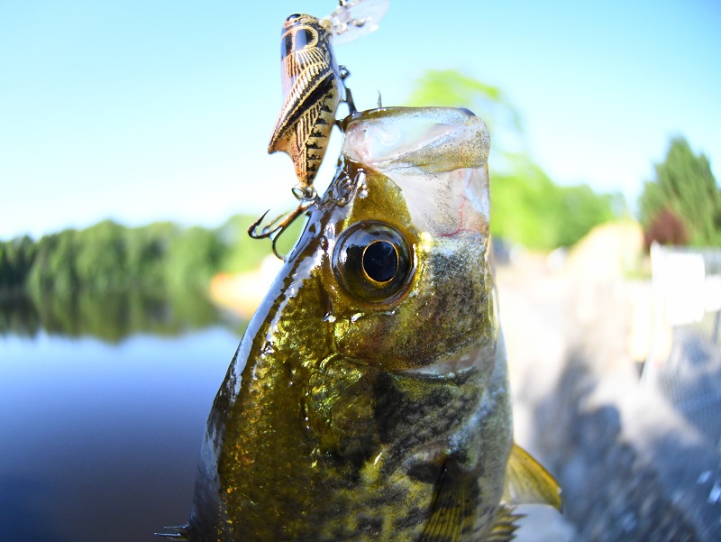 Fish Eye