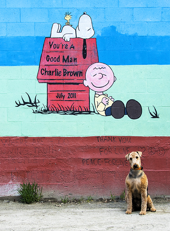 Dogs
