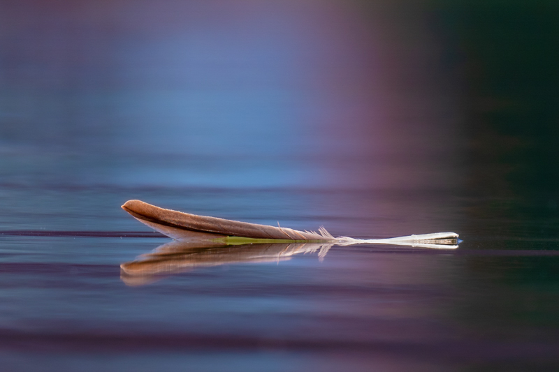 Great Blue Heron Floating Feather