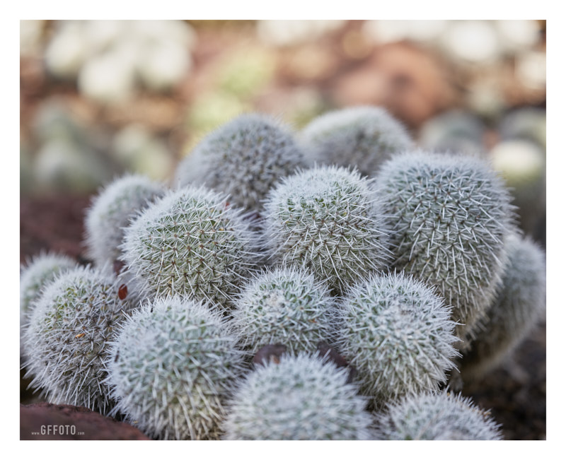Deceptively Fuzzy
