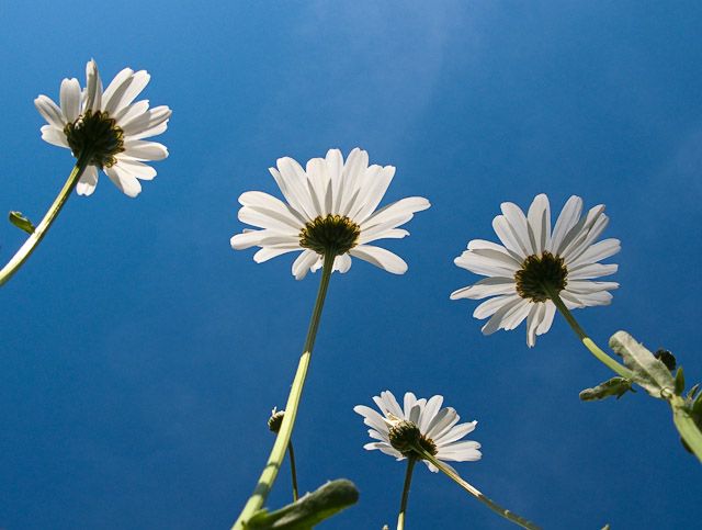 Reaching for the sky