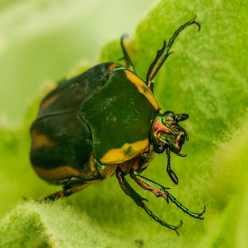 Da Bug