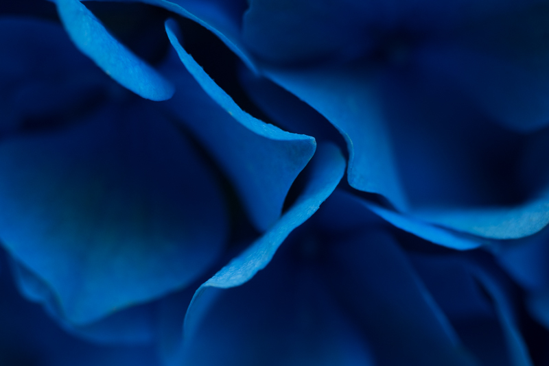 Petals