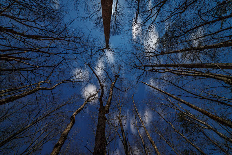 Trees