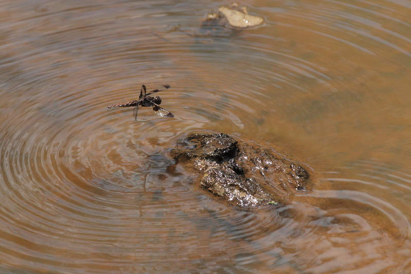 Common Whitetail Ovipositing (laying eggs)